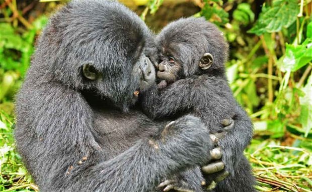 Mountain gorilla mother with baby in Bwindi forest