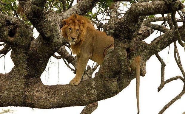 Ishasha tree climbing tours with Mj safaris Uganda