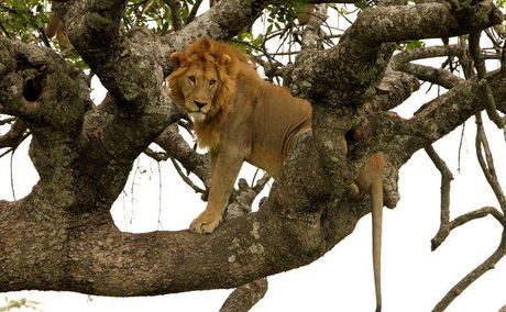 Ishasha tree climbing tours with Mj safaris Uganda Ishasha tree climbing tours with Mj safaris Uganda