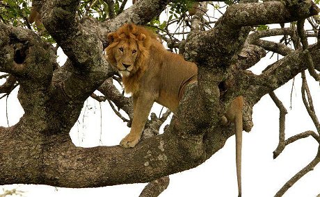 Ishasha tree climbing tours with Mj safaris Uganda