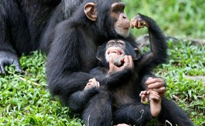 7 Days Uganda Primates & Tree Climbing Lions