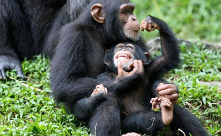 7 Days Uganda Primates & Tree Climbing Lions