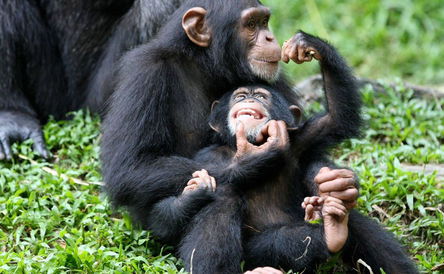 7 Days Uganda Primates & Tree Climbing Lions