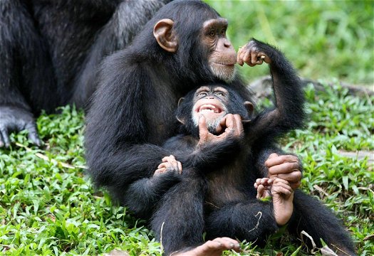 Chimpanzee in Kibale forest