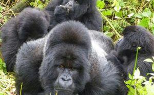 3 Days Bwindi Gorilla Trekking Safari, Uganda gorilla safari