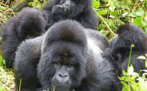 3 Days Bwindi Gorilla Trekking Safari Bwindi Impenetrable Forest Uganda