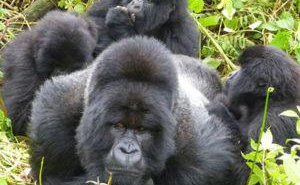 Gorilla trekking bwindi Impenetrable forest Uganda