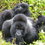 How to Plan the Perfect Uganda Gorilla Trekking Safari