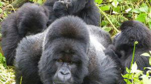 Gorilla silver back in Bwindi impenetrable forest