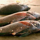 Tilapia fish in Uganda sport fishing safaris Tilapia fish in Uganda sport fishing safaris