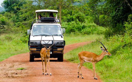 7 Days Uganda Wildlife Safari