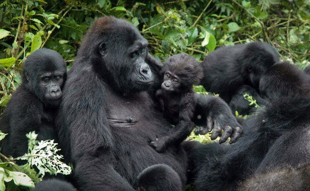 Mountain gorilla mother with baby bwindi forest