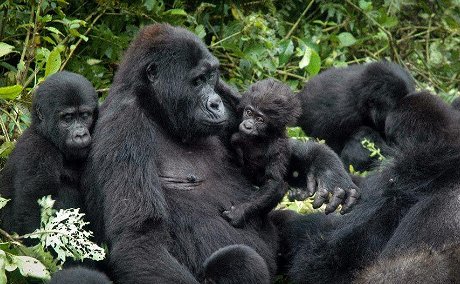 Mountain gorilla mother with baby bwindi forest
