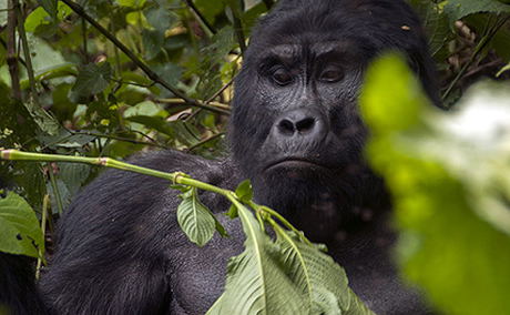 Gorilla Trekking in Bwindi Forest Gorilla Trekking in Bwindi Forest