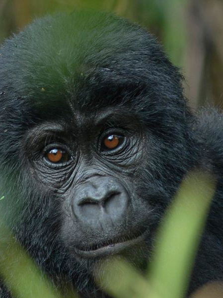 Gorilla Safaris