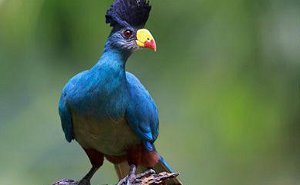 10 Days Uganda Birding Safari