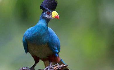 Great blue Turaco Great blue Turaco