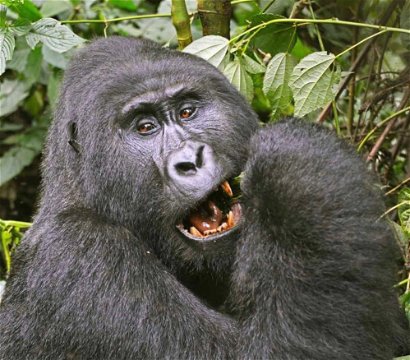 Mountain Gorilla Trekking tours  by MJ Safaris Uganda