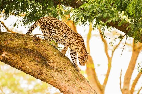 Leopard - Wildlife Tour Packages and safaris in Africa