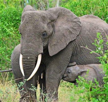 African Elephant - Wildlife Tour Packages in Uganda by MJ Safaris Uganda