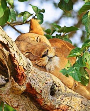 Tree climbing Lion in Queen Elizabeth Park- Wildlife Tour Packages in Uganda 
