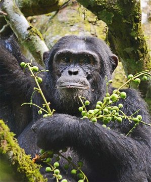 Gorilla trekking tours in Rwanda with Mj Safaris Uganda