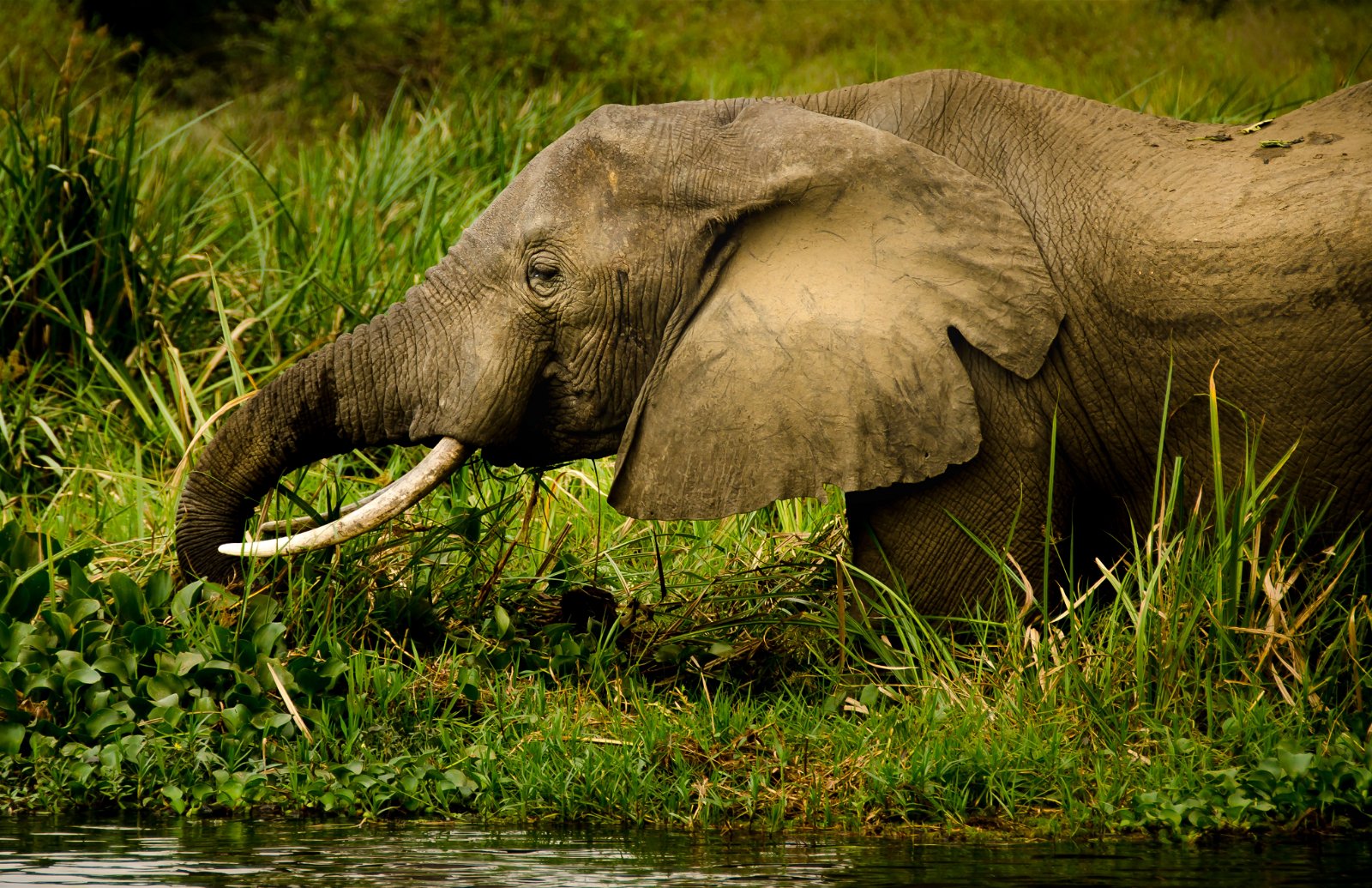 Savannah elephant on Uganda tours with Mj Safaris Uganda
