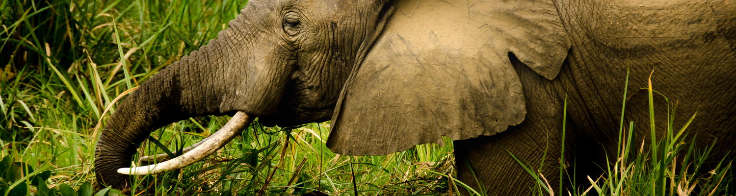 Savannah elephant on Uganda tours with Mj Safaris Uganda