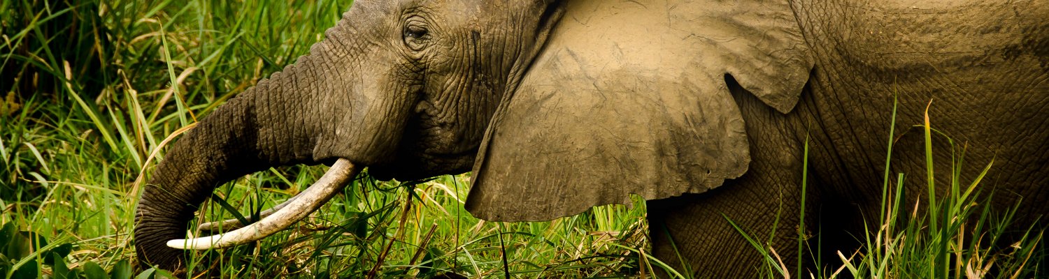 Savannah elephant on Uganda tours with Mj Safaris Uganda