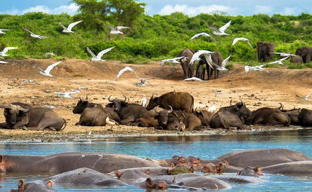 12 Days Best of Uganda Tour