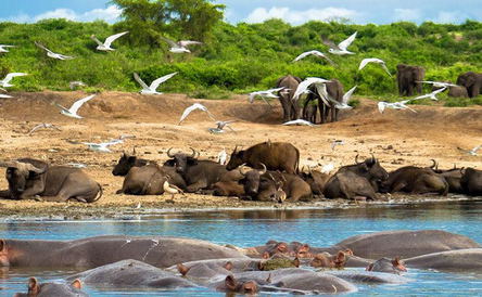 12 Days Best of Uganda Tour