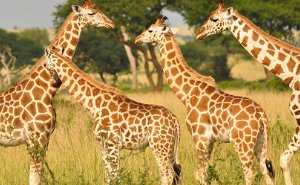 5 Day Uganda Big Five Safari