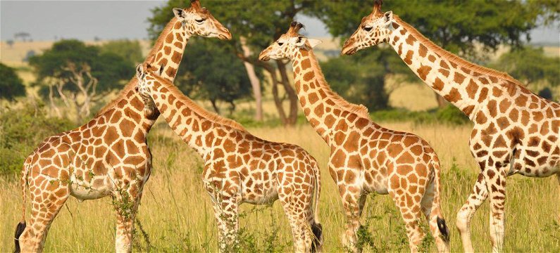 Giraffes in Murchison falls Uganda wildlife tours