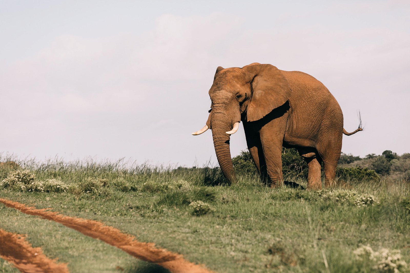 African savannah elephant Uganda safaris 