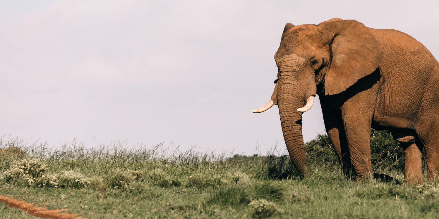 African savannah elephant Uganda safaris