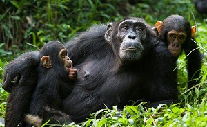 9 Days Primate Safari Uganda To Rwanda