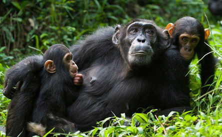 9 Days Primate Safari Uganda To Rwanda