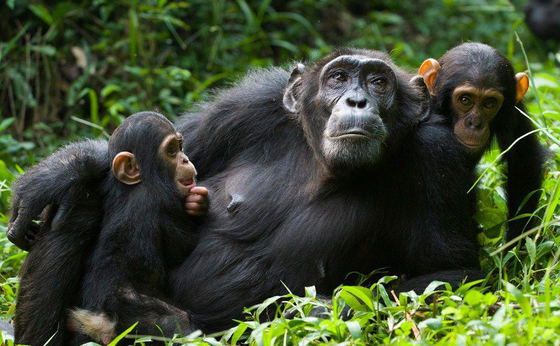 9 Days Primate Safari Uganda To Rwanda