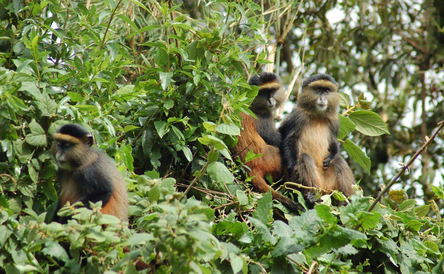 5 Days Gorillas & Golden Monkeys Uganda-Rwanda