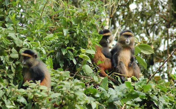 Golden monkey tracking in Uganda Golden monkey tracking in Uganda