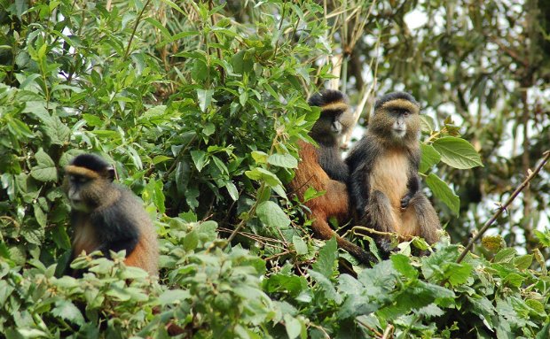 Golden monkey tracking in Uganda