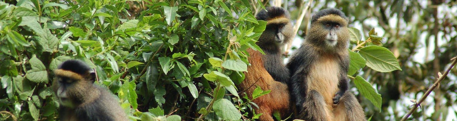 Golden monkey tours with Mj Safaris Uganda