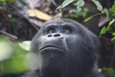 Gorilla tracking tours Uganda
