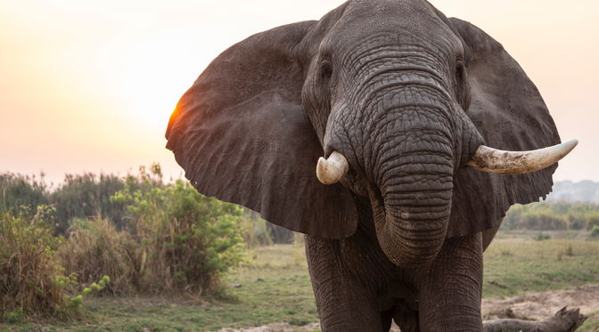 Elephant safaris in Uganda with Mj Safaris Uganda