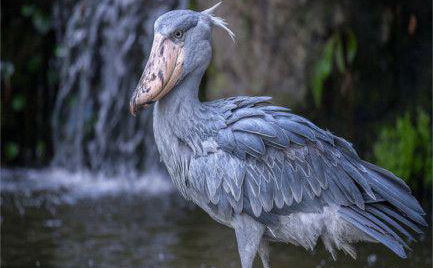 Shoe bill stork bird watching safaris