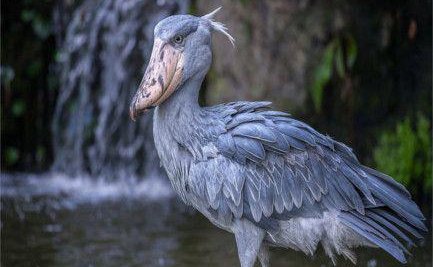 Shoe bill stork bird watching safaris