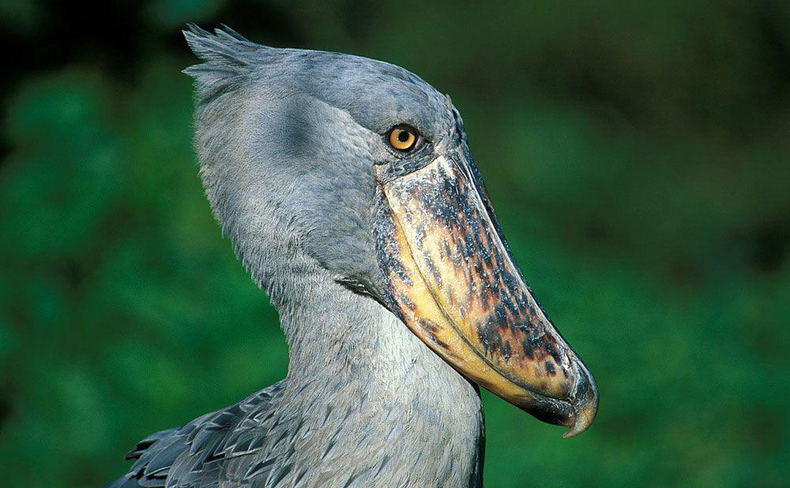 Shoe bill stork Mabamba swamp Uganda