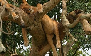 5 Day Gorillas and Tree Climbing Lions-Queen Elizabeth