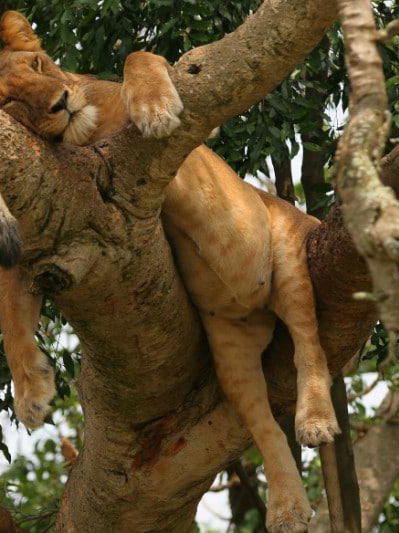Tree climbing lions Ishasha Queen Elizabeth national park