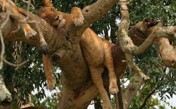 Tree climbing lions Uganda tours